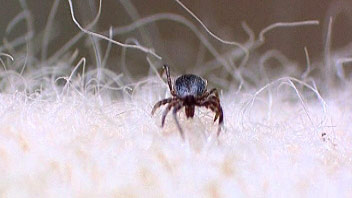 tick2.jpg