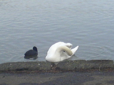 Swan