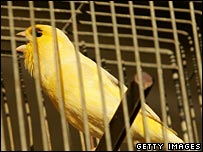 canarybird_203.jpg