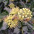 ) I never thought I would see wasps in autumn, but yesterday they were swarming all over some flowering ivy not far from where I live (see attached photo). Normally I wouldn't venture so close to thes