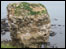 Sea-birds nesting in rock stack
