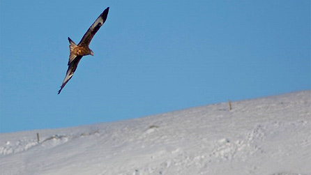 red_kite_snow.jpg