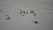Birds on the Clyde in front of the BBC, 8 January 2010