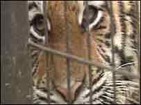 Tigre