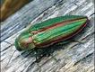 Foto: James Carmichael Jr/NHPA/Extreme Insects/HarperCollins