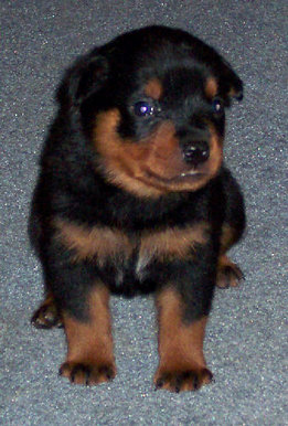 Rex