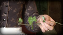 Pick ivy leaves