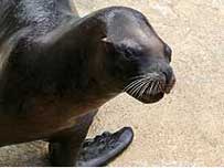 Boadi the sea lion