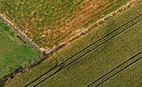 Image of crop markes revealing a Bronze Age burial mound