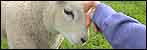 A lamb