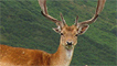 Fallow deer stag by Mr Abanalc
