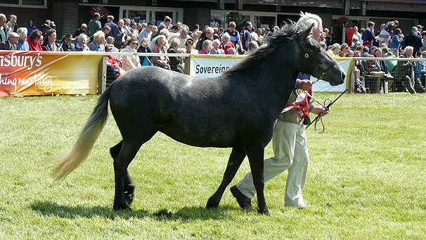 Eriskay pony