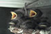 Otty's birds.