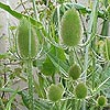 Teasel