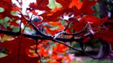 Autumn leaves...
