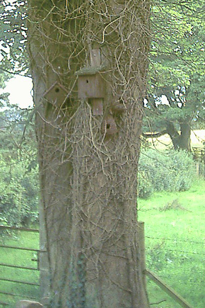 Bird Boxes