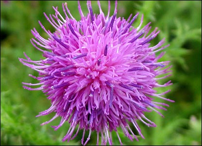 patheticscottishreference.jpg