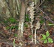 The Bird's Nest Orchid. © Harry Green