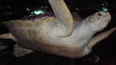 Amazing turtle...