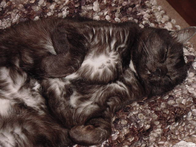 Smokey the cat.