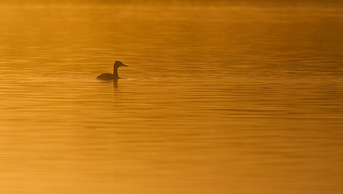 at sunrise