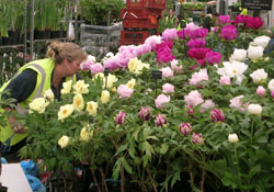 peonies_250x175.jpg