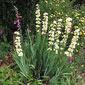 Shirley takes great pride in her garden