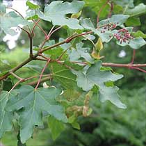 Acer campestre