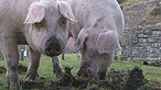 The pigs