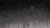Spider's web...