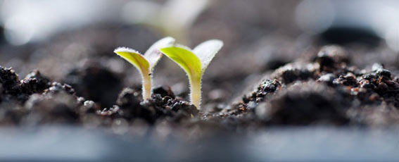 seedling