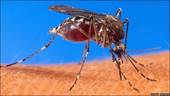 A mosquito