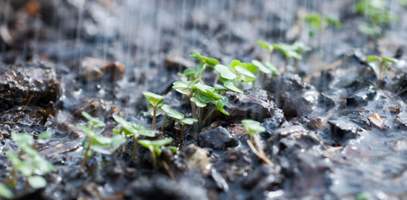 watering seedlings