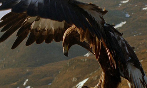 eagle.jpg