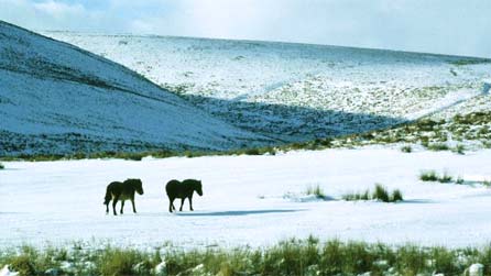 snow_ponies.jpg