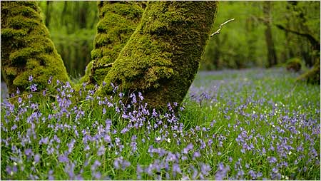 Bluebells around a tree c/o rspb Andy Hay