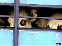 cows203afp.jpg