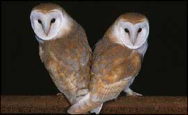 Barn Owls