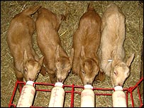 Four young goats