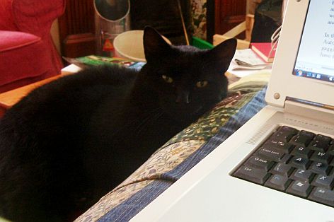 Brodgar Puss