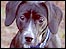Katie the dog