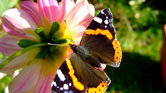 Butterfly Butterfly