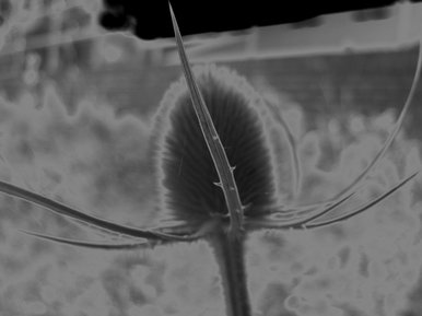 Photoshop Flower 2