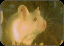 These extraordinary mice can perfectly regenerate tissue, such as this hole punched in the ear, without any signs of scarring.