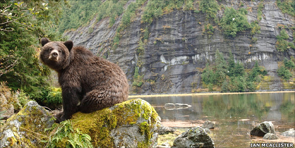 Bear