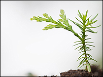 Conifer seedling