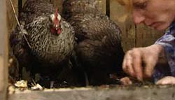 Alys and hens