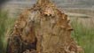 Cut down tree