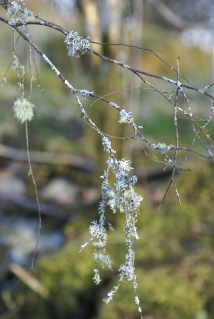 Moss