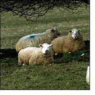 Sheep
